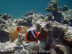 "hey you want a piece of me?"  Clown fish protecting his ... by Bradley Mihelich 